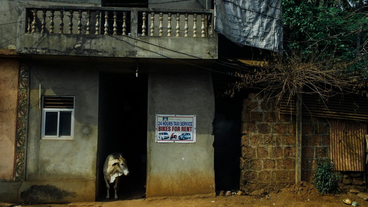 cow standing in barn entrance with taxi signboard in countryside