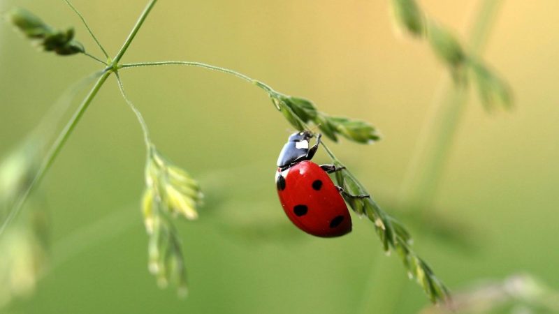 Conoce la Biodiversidad de animales en Distrito Telefónica: los insectos. Date un paseo con nosotros y conócelos.