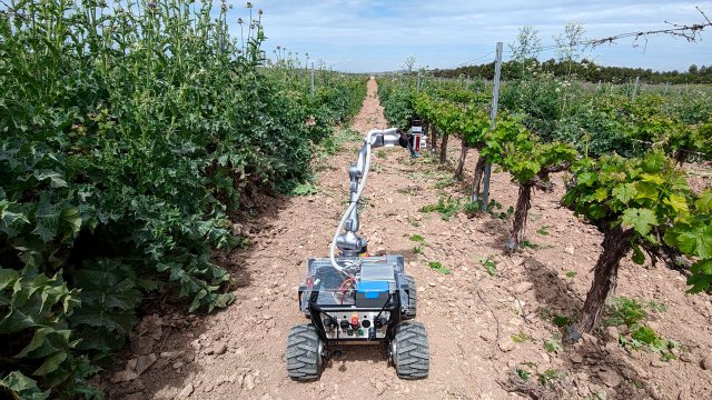 Robot en los viñedos de Casa del Valle